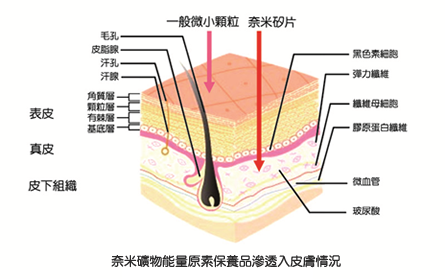 奈米礦物能量原素保養品滲透入皮膚情況